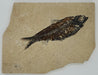 In Stone Fossils 