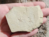 In Stone Fossils 