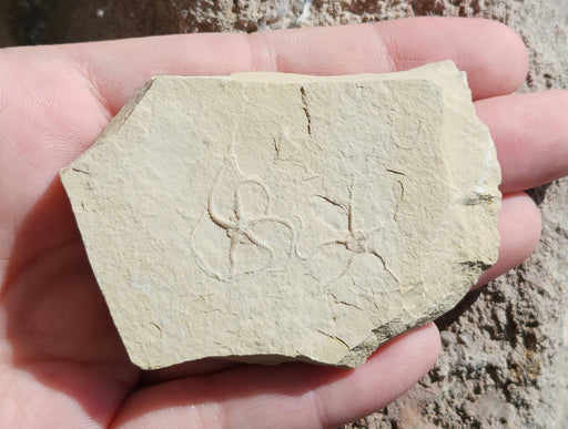 In Stone Fossils 