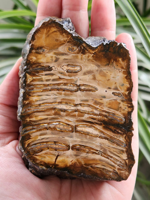 In Stone Fossils 