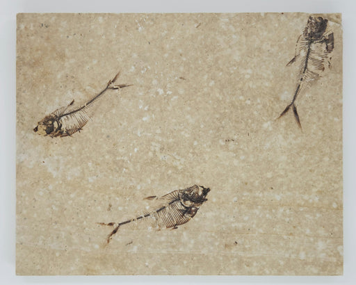 In Stone Fossils 