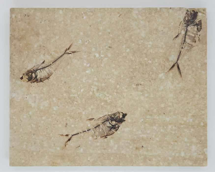 2.5" & Two 2.75" Diplomystus dentatus | Green River Formation | Wyoming