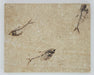 In Stone Fossils 