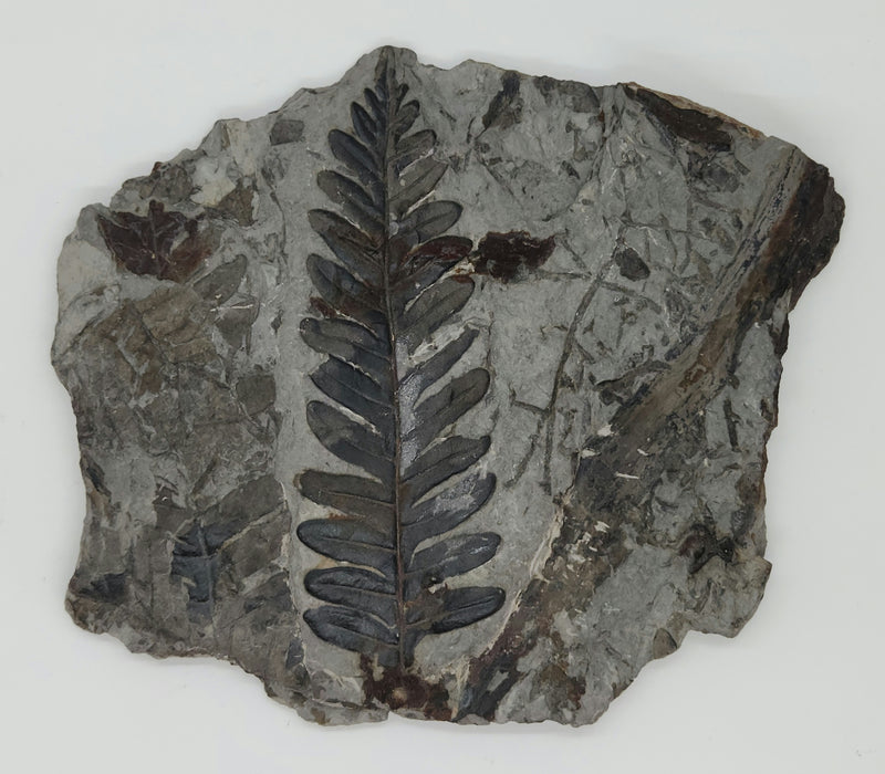 Fossil Fern | Callipteridium pteridium | Spain