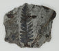 In Stone Fossils 