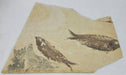 In Stone Fossils 