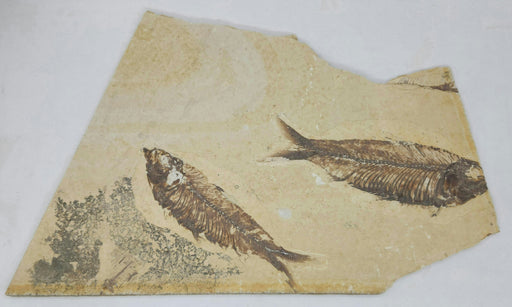 In Stone Fossils 