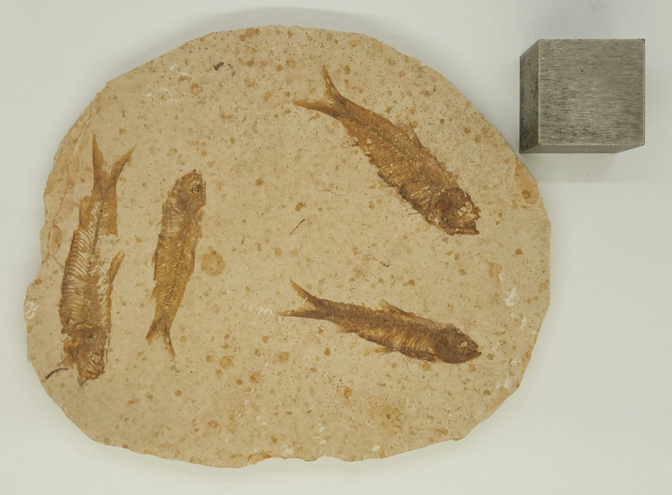 Knightia eocaena "Mini Fish" Mortality Plate | Green River Formation | Natural Specimen