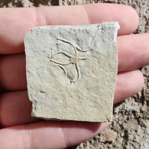 In Stone Fossils 