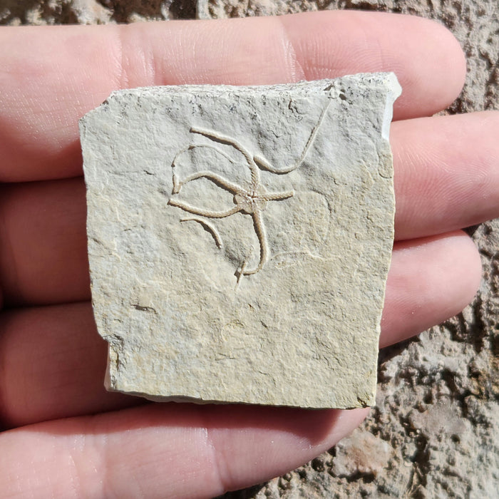 Fossil Brittle Star | Germany