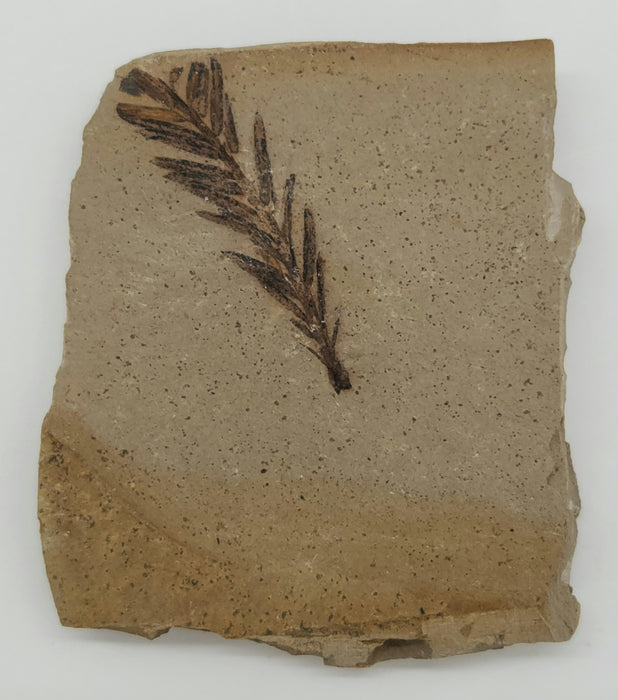 Metasequoia (Dawn Redwood) | Montana