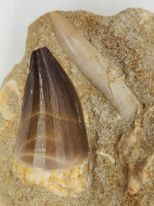 Mosasaur Tooth and Plesiosaur Tooth in Matrix | Morocco