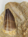 In Stone Fossils 