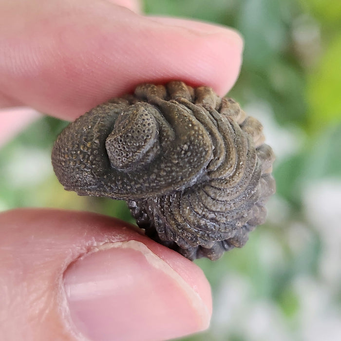 Enrolled Morocops Trilobite | Morocco