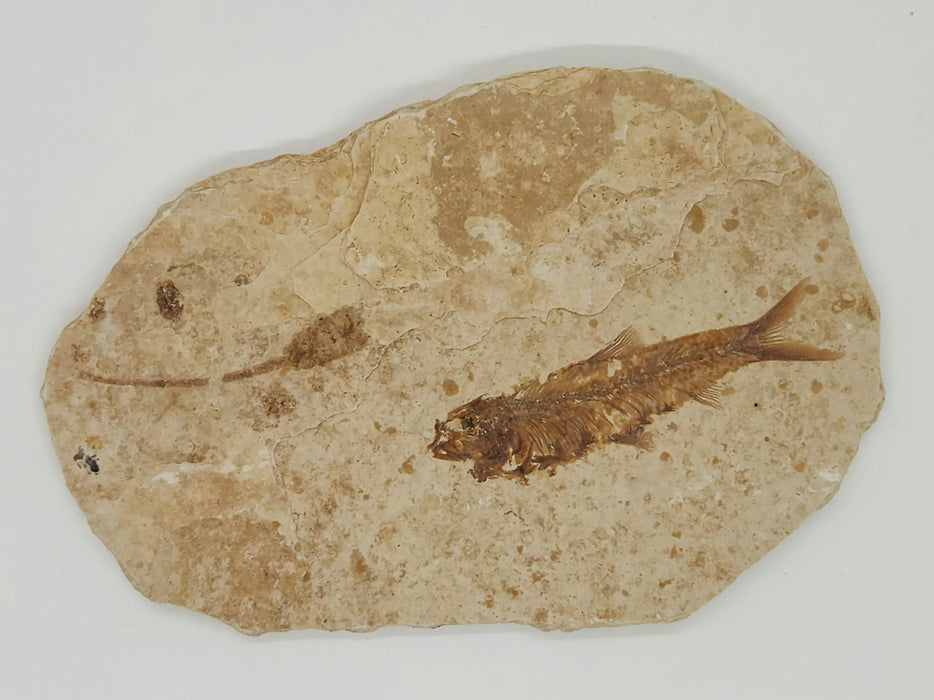 2.25" Knightia eocaena with unidentified plant | 100% Natural | Green River Formation | Wyoming