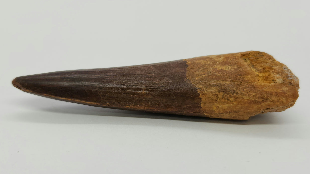 Spinosaurus Tooth | Cretaceous | Kem Kem Beds, Morocco