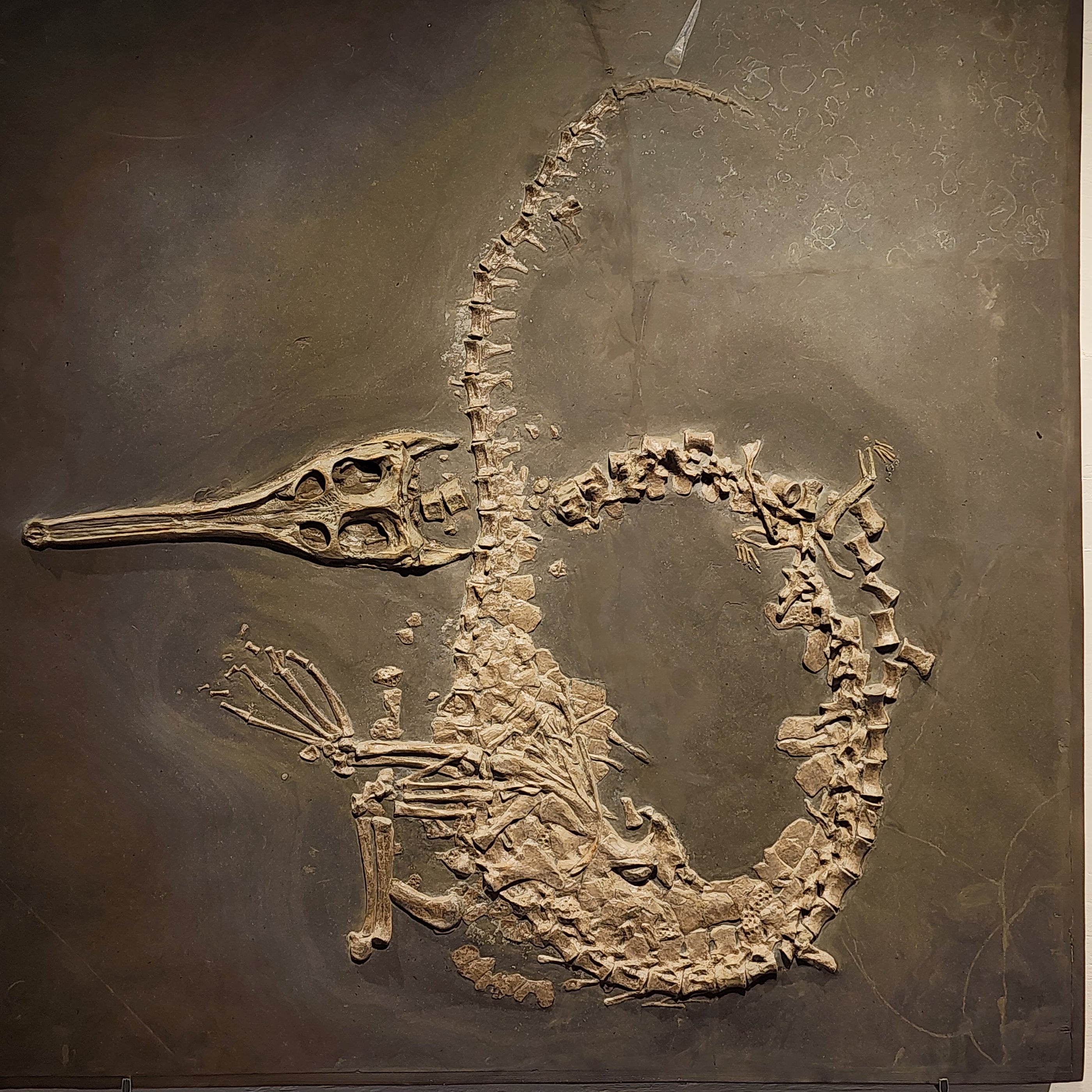Steneosaurus bollensis | Holzmaden, Germany 9122971156702 — In Stone ...