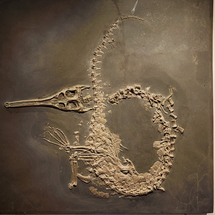 Steneosaurus bollensis | Holzmaden, Germany