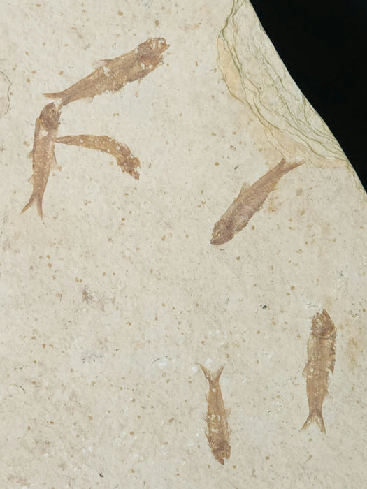 Large Knightia Mini Fish Mortality Plate | 100% Natural | Green River Formation