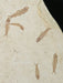 In Stone Fossils 