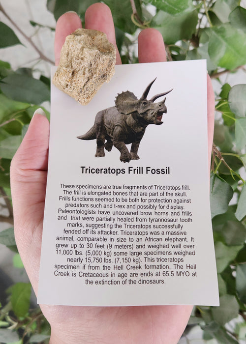 Triceratops Frill Fossil | Hell Creek Formation | South Dakota