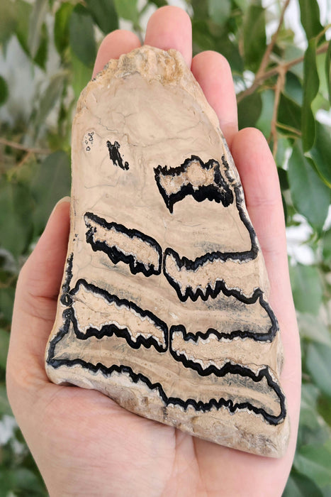 Polished Mammoth Molar Slice