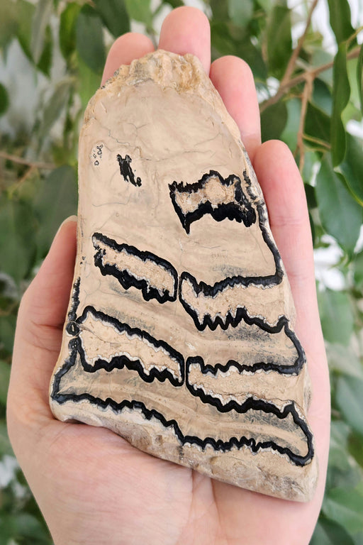 In Stone Fossils 