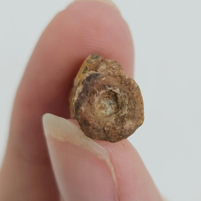 Dimetrodon Vertebra | Texas