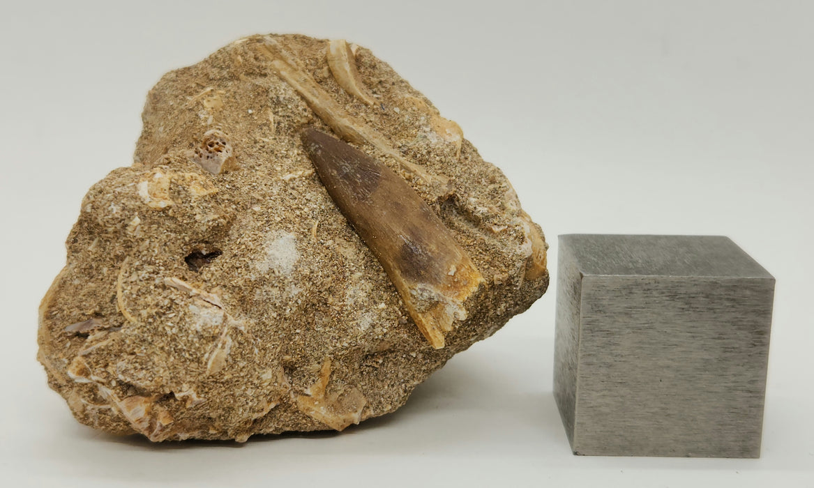 Plesiosaur Tooth in Matrix