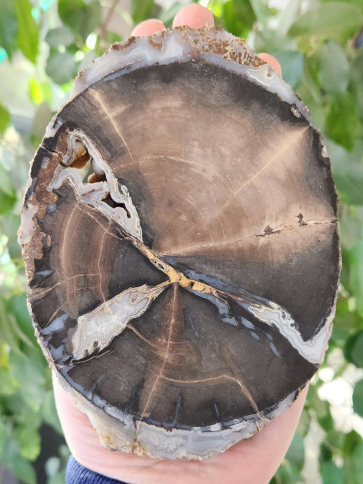 Blue Forest Unpolished Petrified Hardwood Slab | Eden Valley | Wyoming