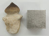 In Stone Fossils 