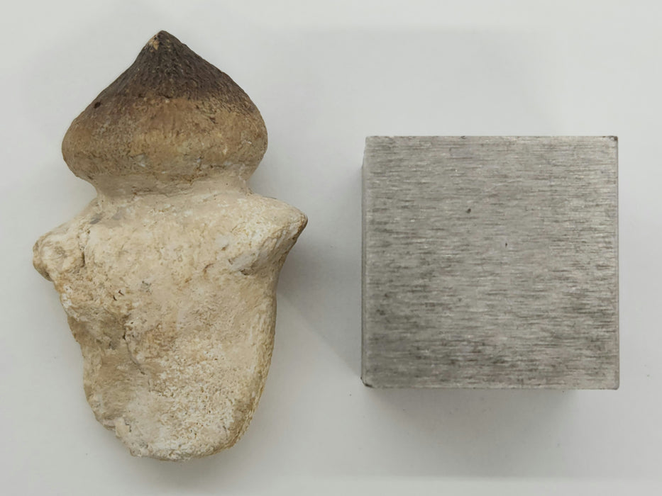 Mosasaur Tooth | Igdamanosaurus (Globidens) aegyptiacus | Morocco