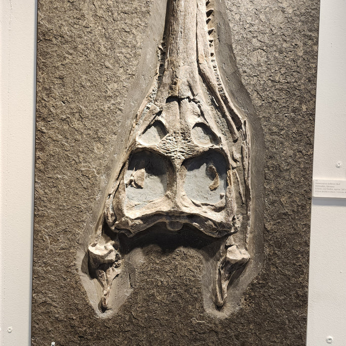 Steneosaurus bollensis Skull | Holzmaden, Germany