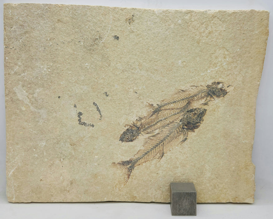 Triple Mioplosus labracoides | Unrestored Fossil Fish | Wyoming