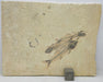 In Stone Fossils 