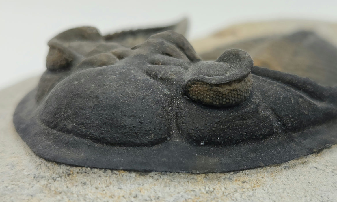 Odontochile hausmanni Trilobite | Morocco