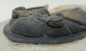 In Stone Fossils 