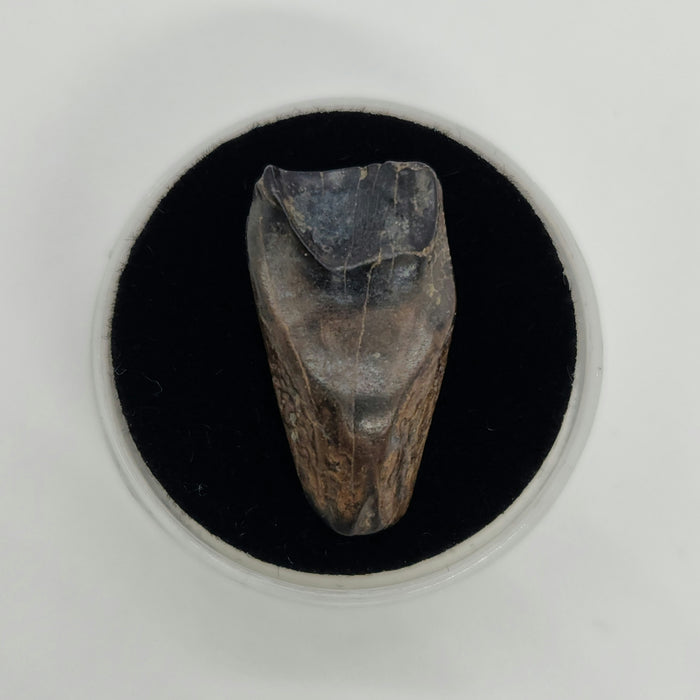 Ceratopsian Tooth | Hell Creek Formation | Montana