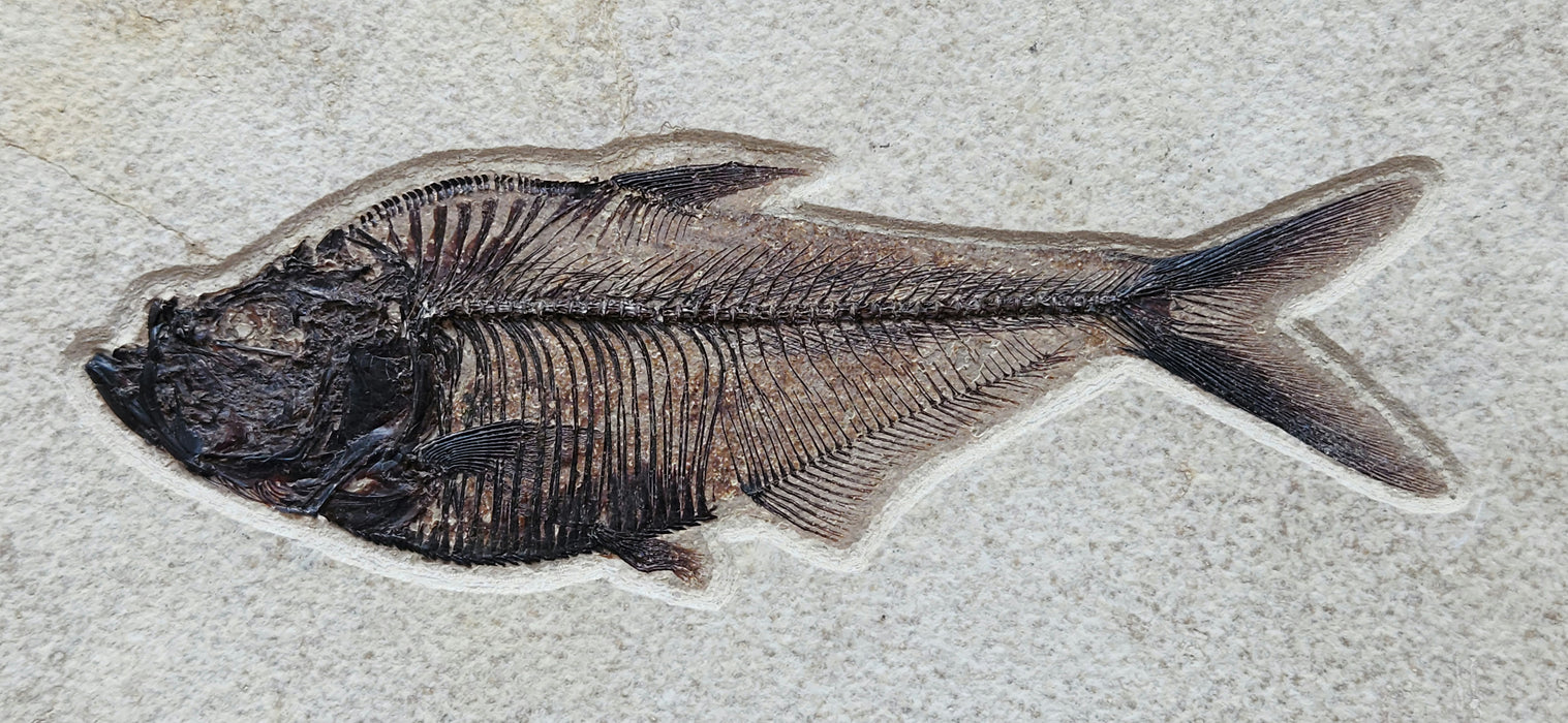 6" Diplomystus dentatus and 5.5" Knightia eocaena | 100% Natural | Green River Formation | Wyoming