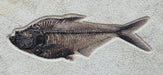 In Stone Fossils 