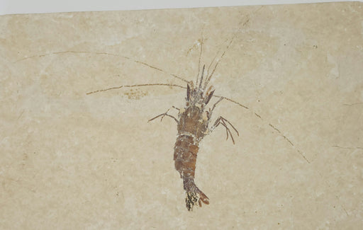 In Stone Fossils 