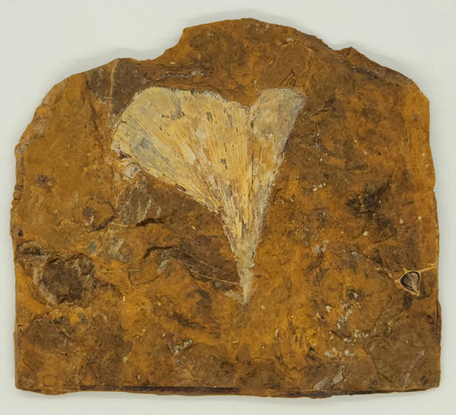 In Stone Fossils 