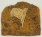 In Stone Fossils 
