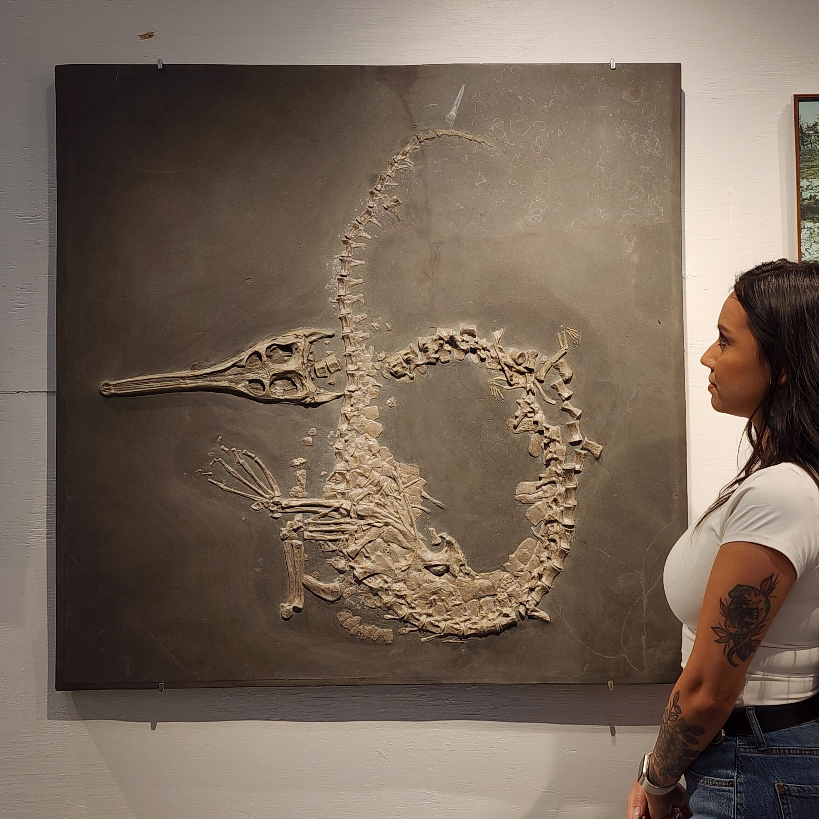 Steneosaurus bollensis | Holzmaden, Germany 9122971156702 — In Stone ...