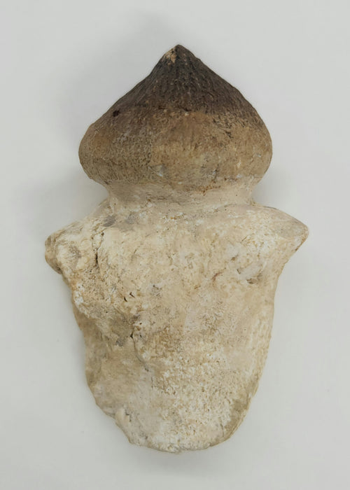 Mosasaur Tooth | Igdamanosaurus (Globidens) aegyptiacus | Morocco