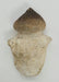 In Stone Fossils 