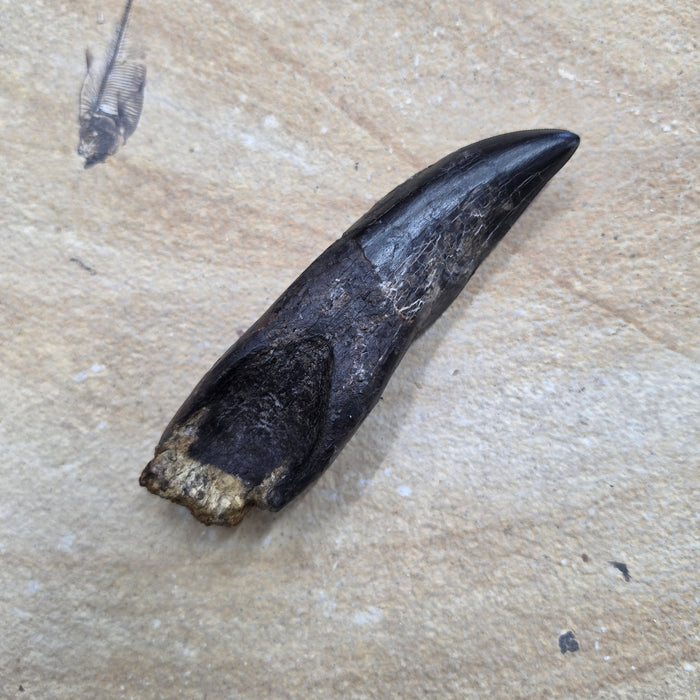 Rooted T.rex Tooth | Perkins Co. South Dakota | Hell Creek Formation