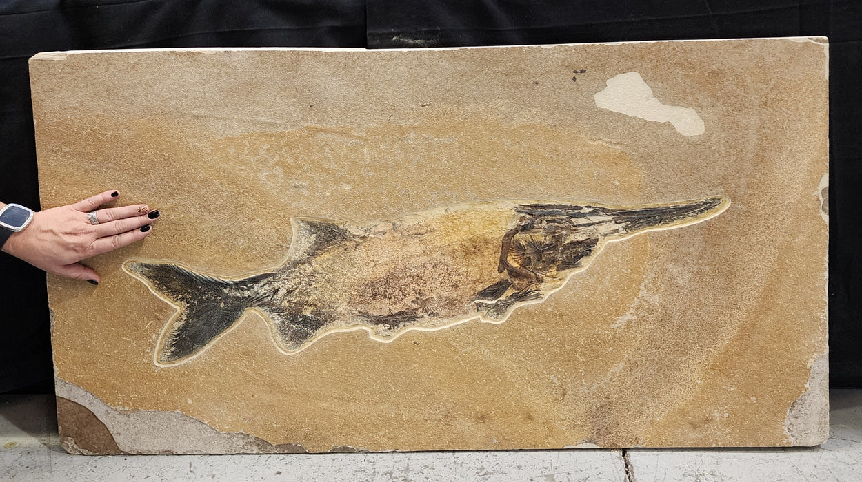 Super Rare Undescribed Paddlefish (sp.?) | Green River Formation