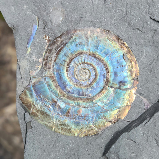 In Stone Fossils 
