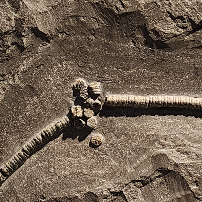 Sealily Crinoid | Lias Epsilon | Holzmaden, Germany